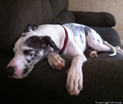 Phoenix's mission, according to his Facebook page, is to continue raising money for doggies that are in need!